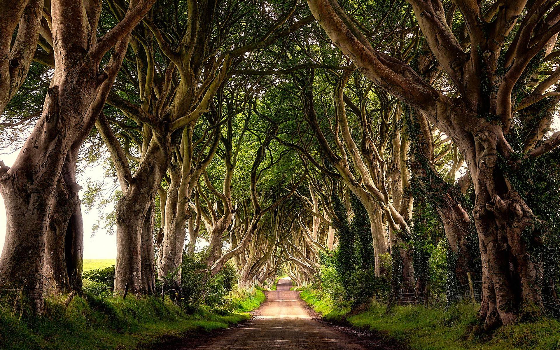 Dark Hedges strada alberata Irlanda, 1920x1200 WUXGA, Desktop