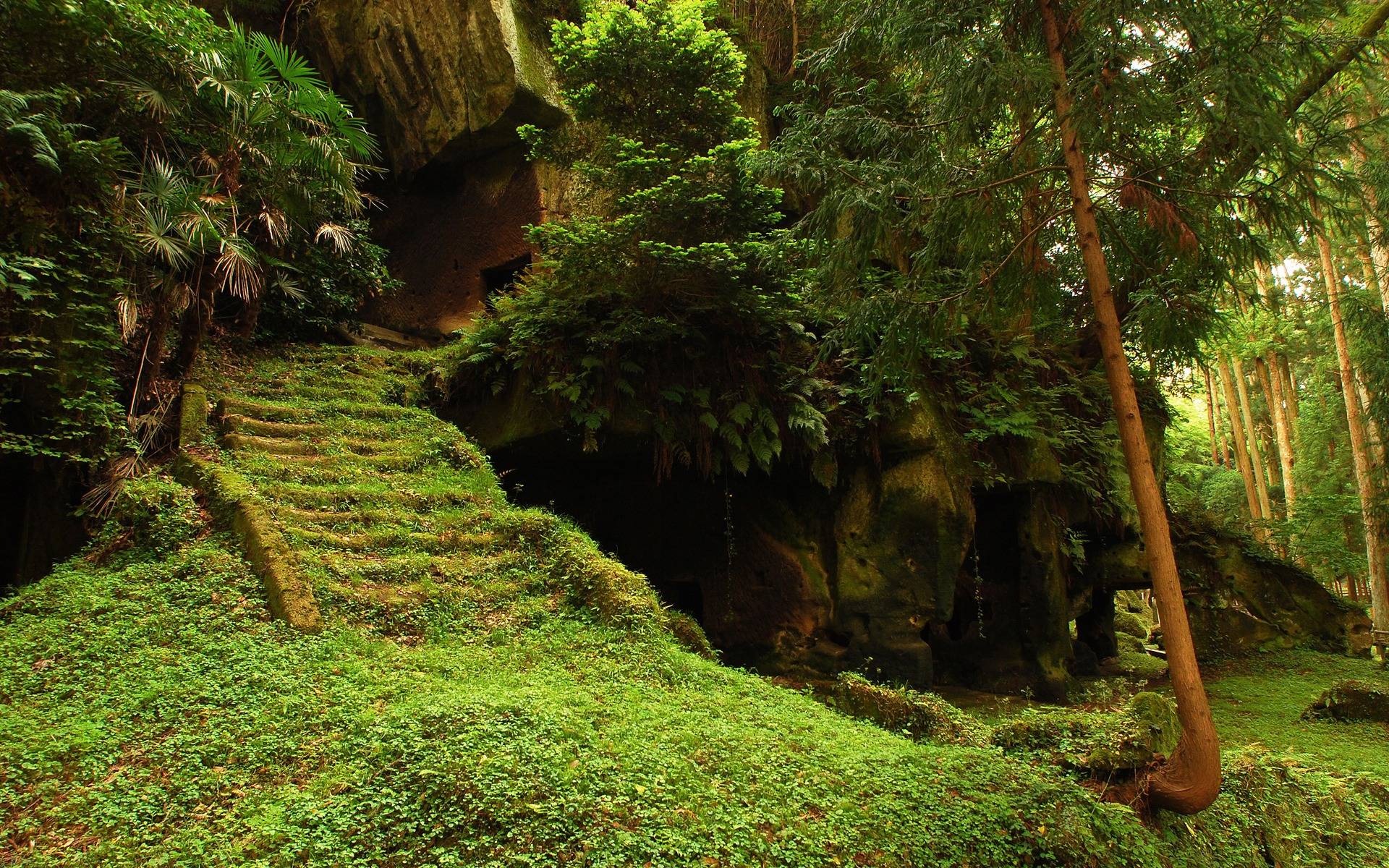 Foresta muschiosa con scala di pietra, 1920x1200 Full HD+, Desktop