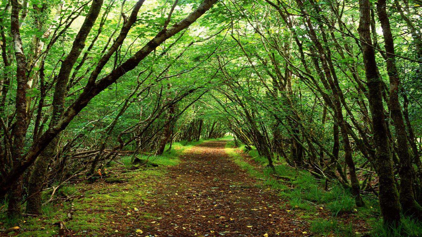 Sentiero nel bosco verde, 1366x768 720p, iMac