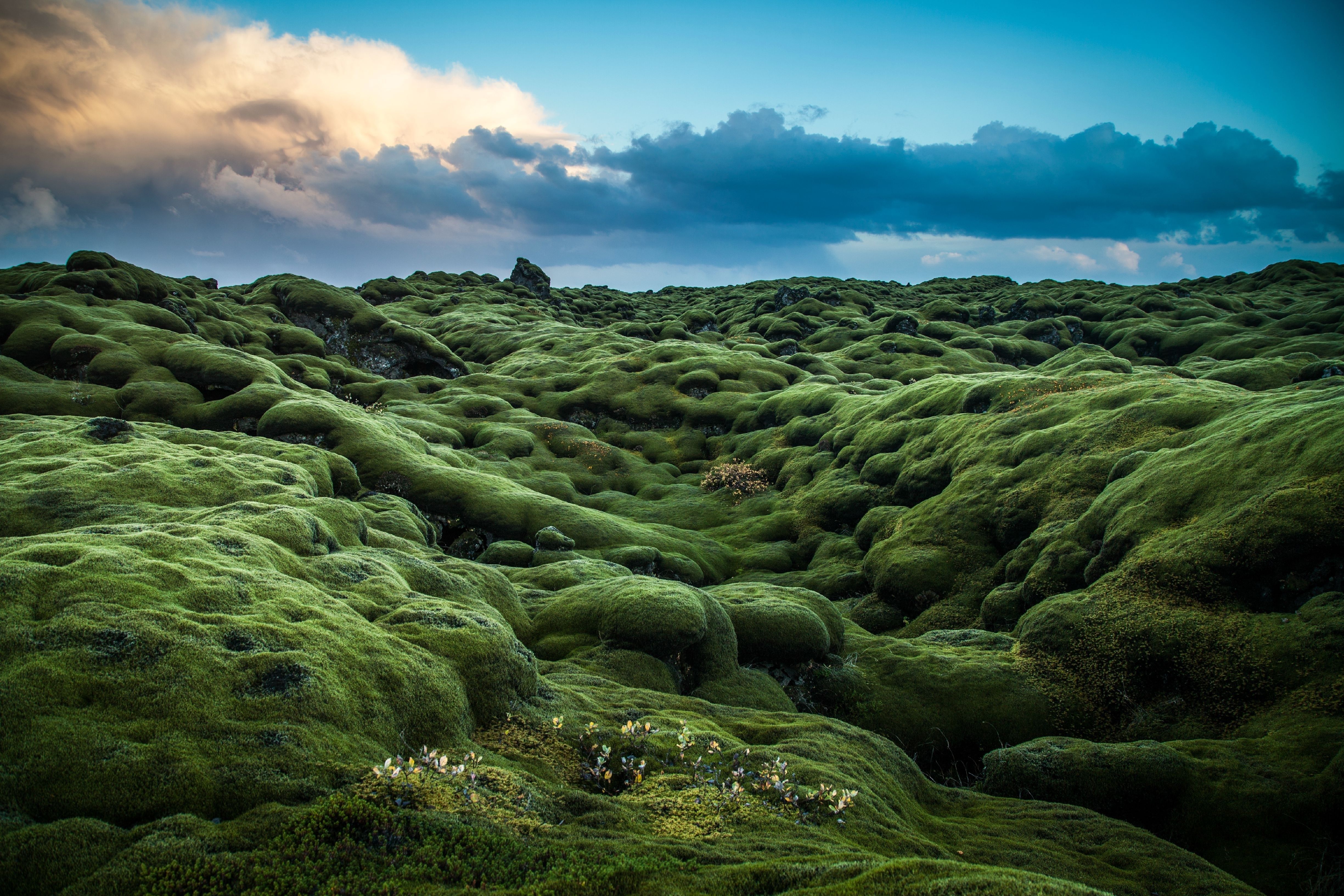 Campo muschioso verde ondulato, 4898x3266 UHD, PC 4K