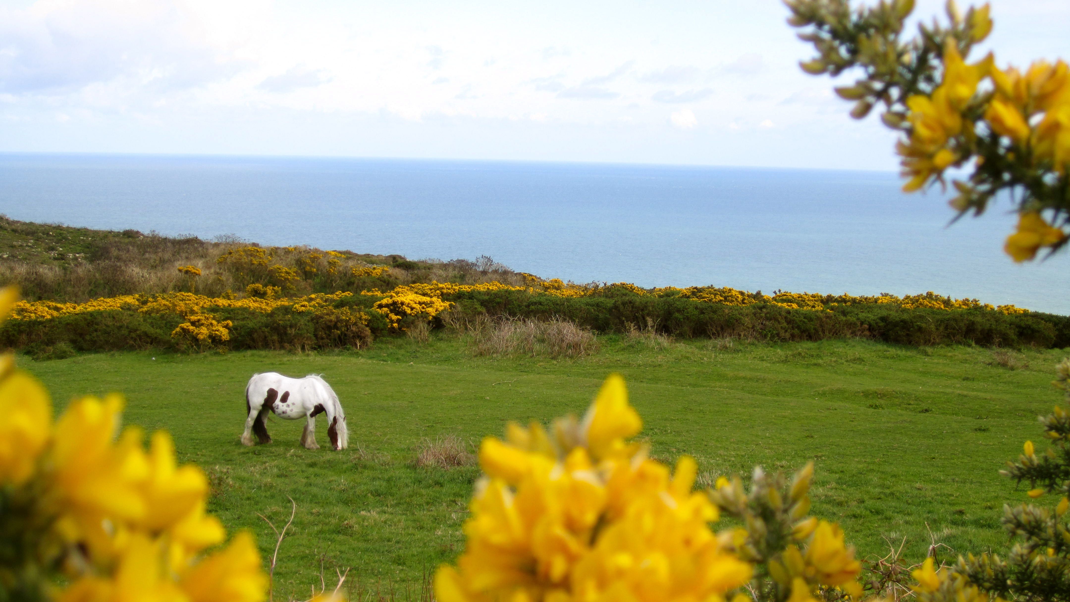 Cavallo bianco in campagna irlandese, 4320x2432 4K, Desktop 4K
