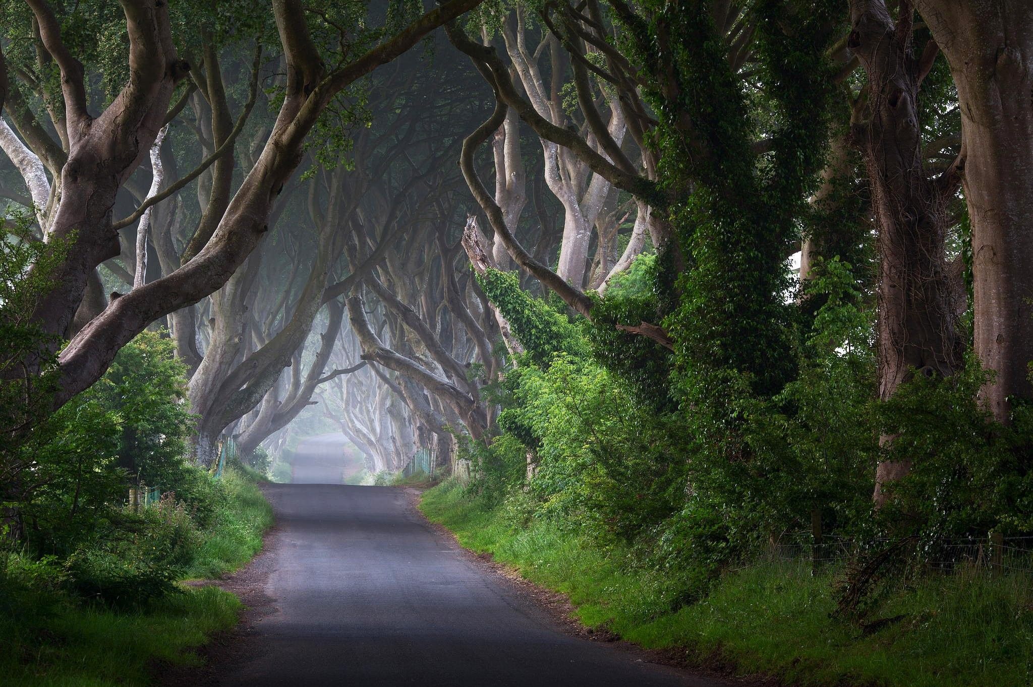 Dark Hedges, strada alberata Irlanda, 2048x1363 2K, Laptop