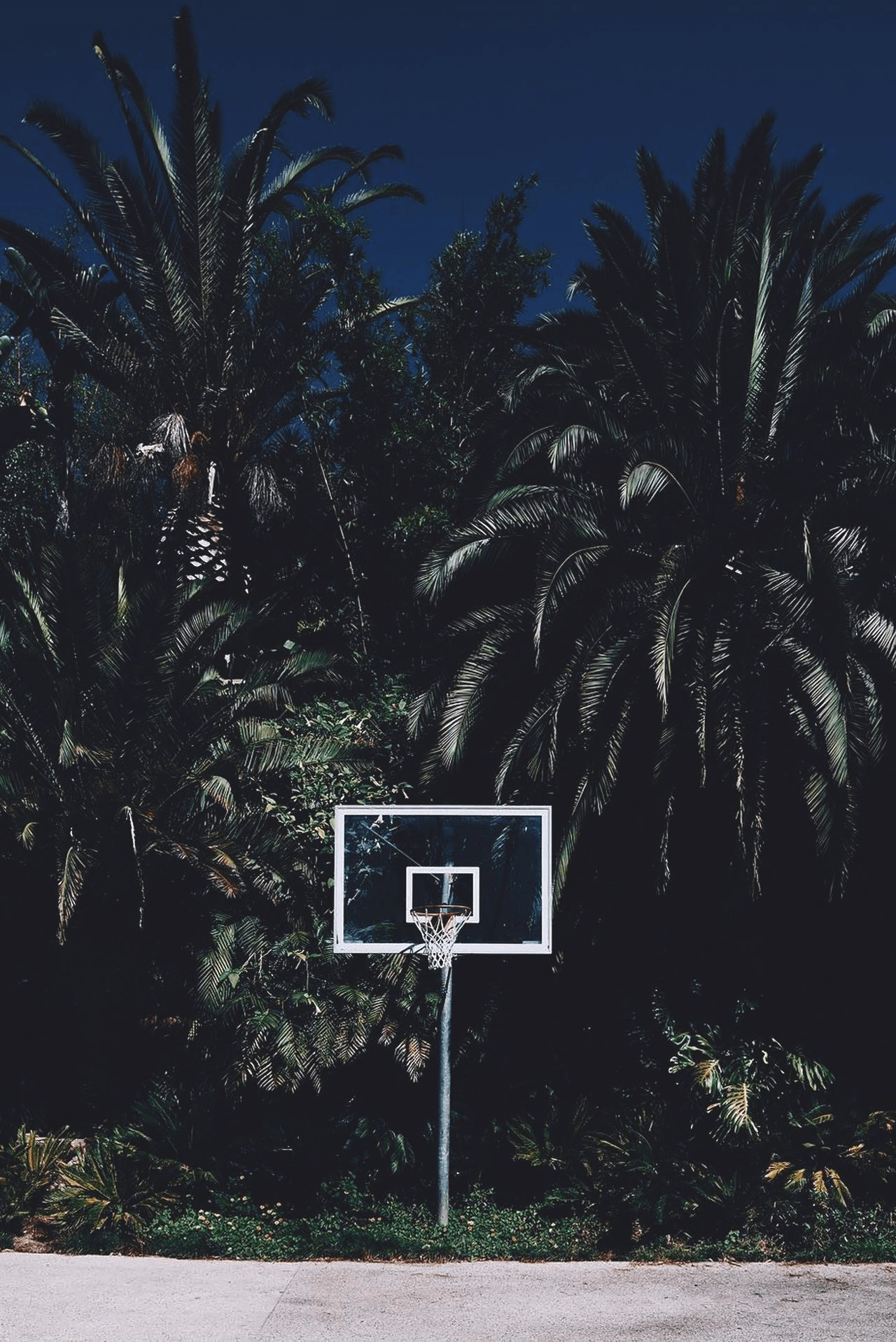 Canestro basket tra palme, 1280x1918 Verticale, Mobile