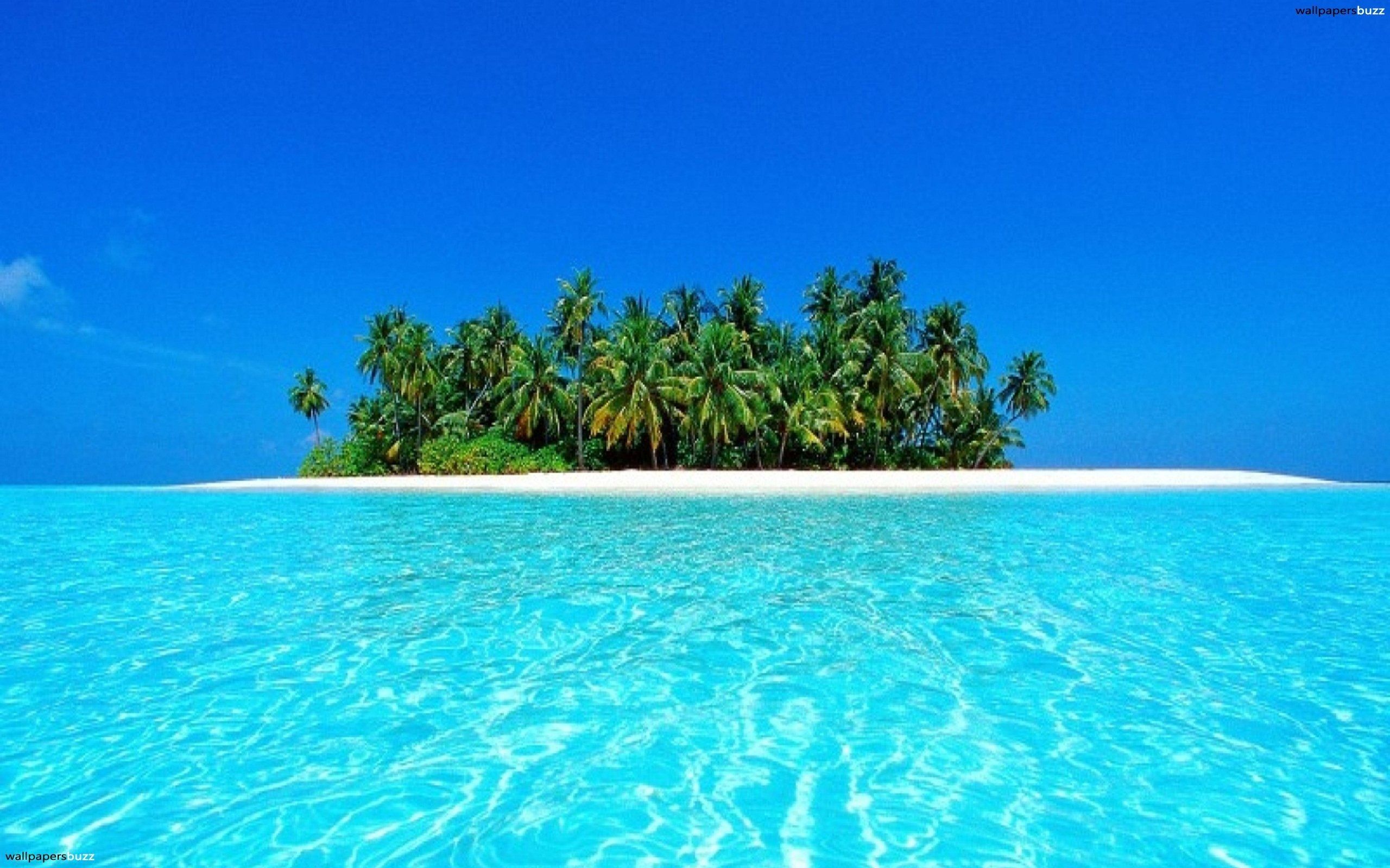 Isola tropicale con palme, 2560x1600 2K+, Desktop