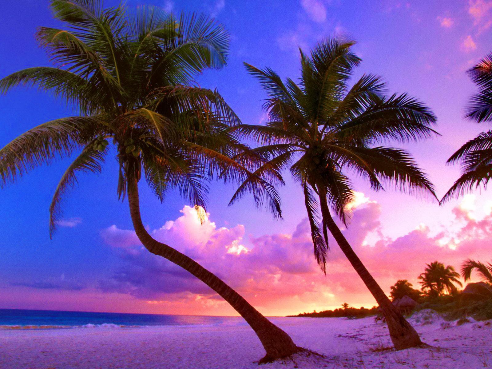 Spiaggia tropicale con palme, tramonto, 1600x1200 900p, PC