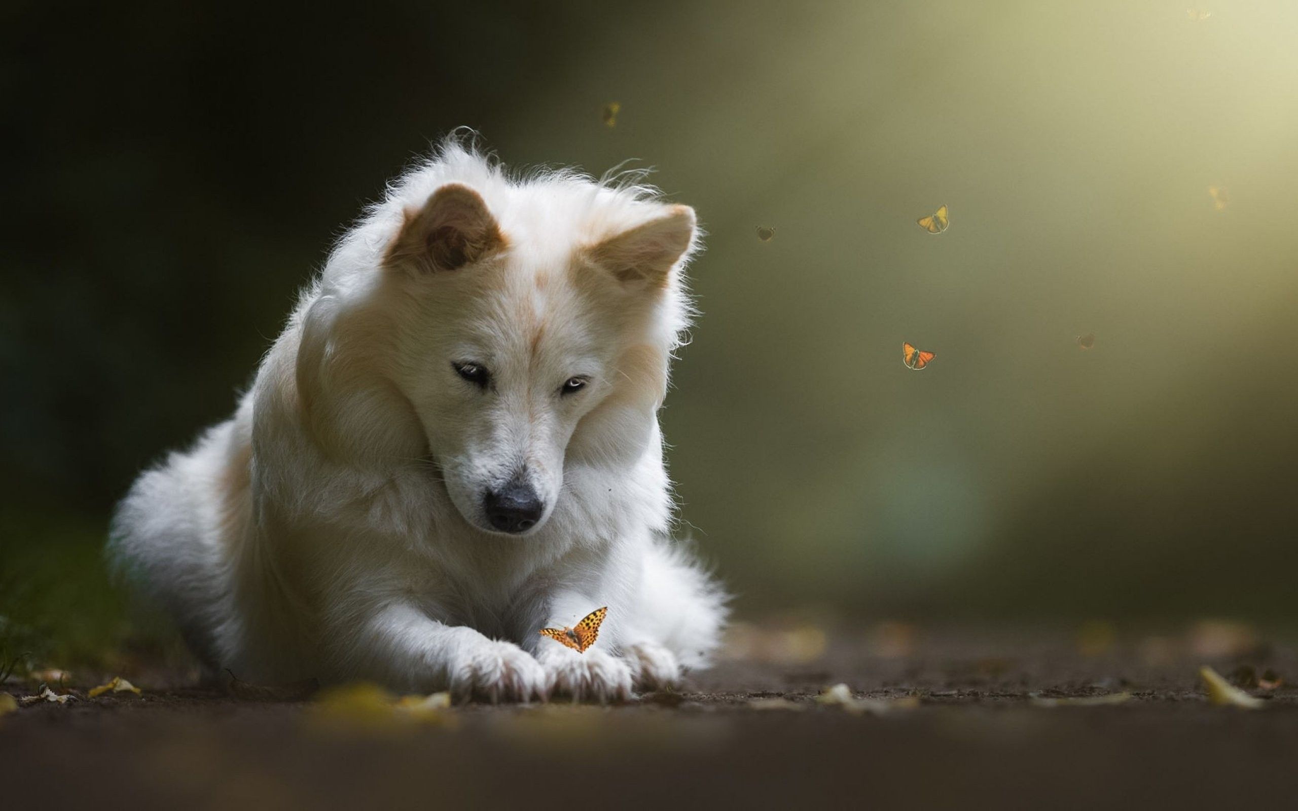 Animati con Cani, 2048x1536 alta risoluzione, PC