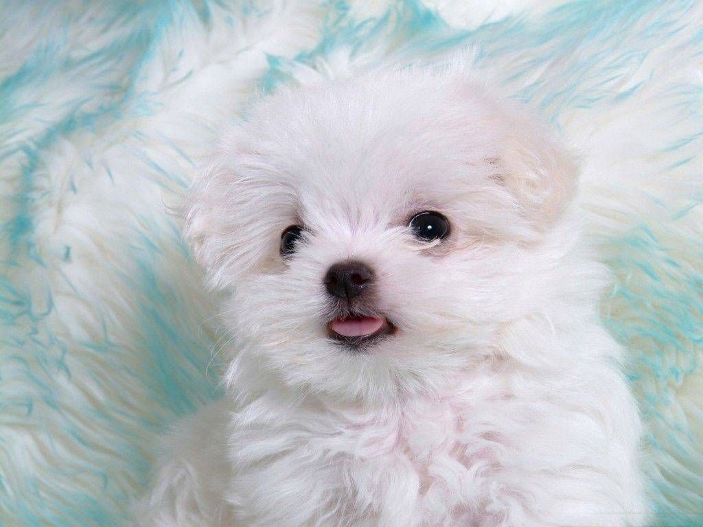 Cane Pomerania sdraiato, 1024x768 HD, iMac
