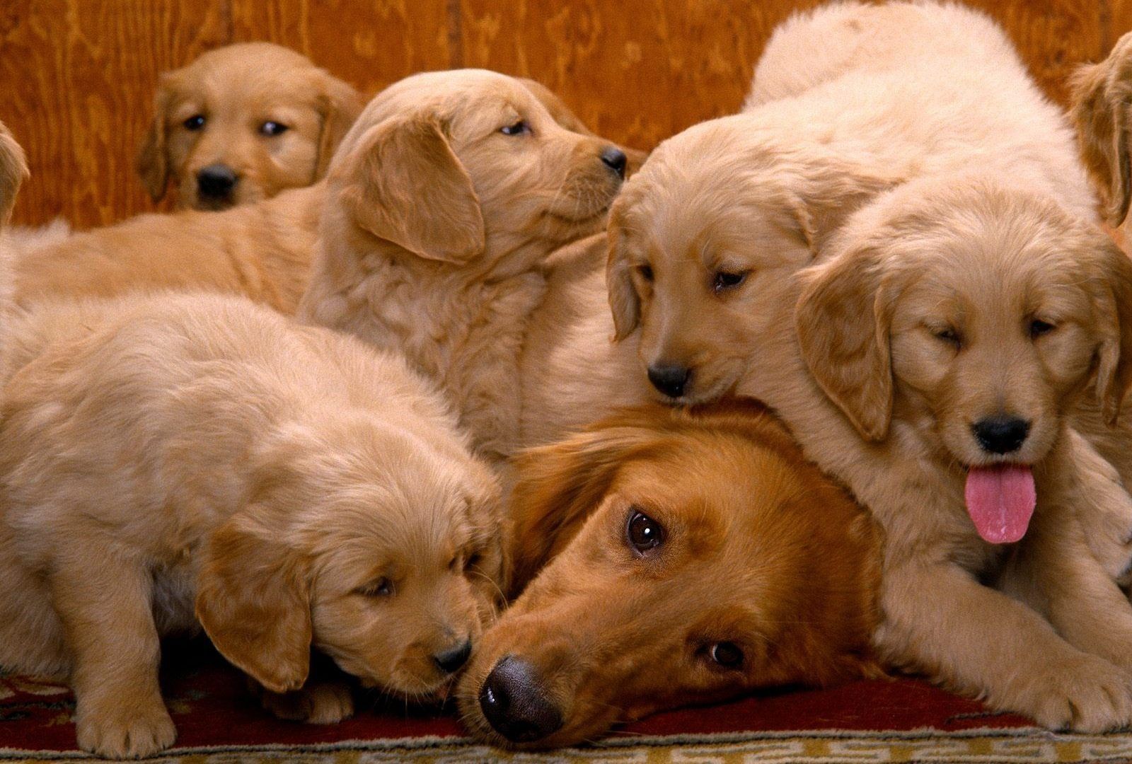 Golden Retriever con cuccioli, 1600x1080 HD Ready, Desktop