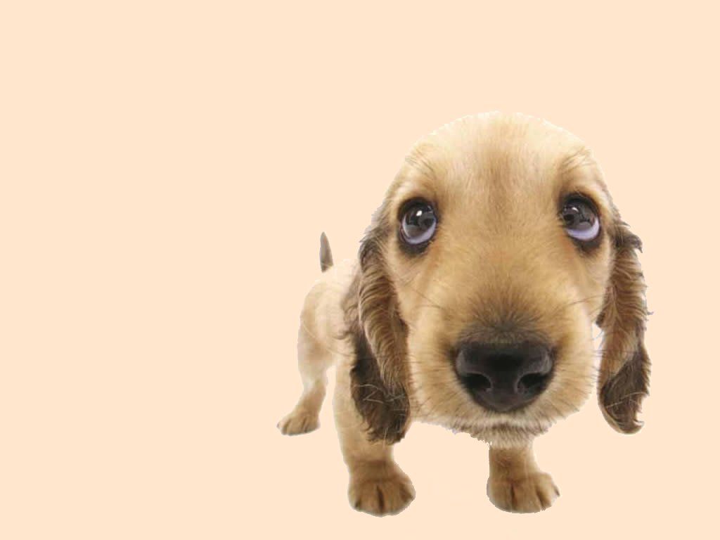 Cucciolo cane sfondo beige, 1024x768 HD, Desktop