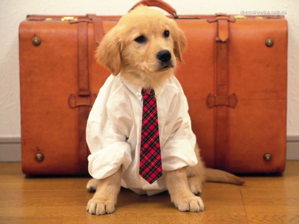 Golden Retriever nella neve, 1920x1080 Full HD, PC Desktop