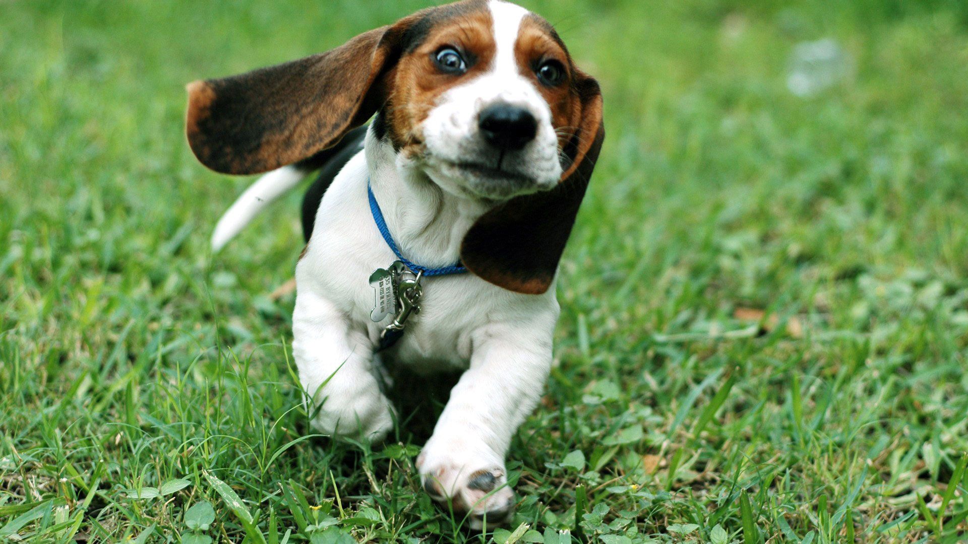 Cane basset hound che corre sull'erba, 1920x1080 Full HD, PC Desktop