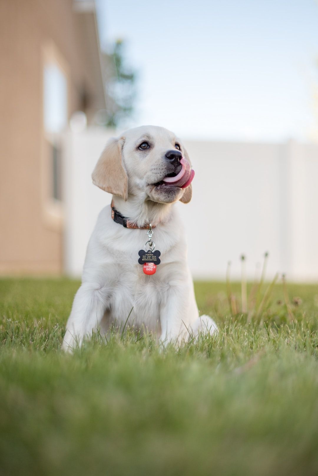 Animati con Cani, 1280x1024 HD, Desktop
