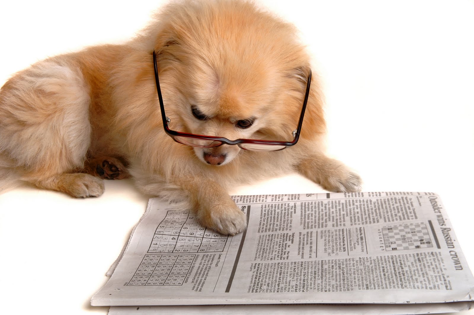 Cane Pomerania legge giornale, 1600x1063 900p, Desktop
