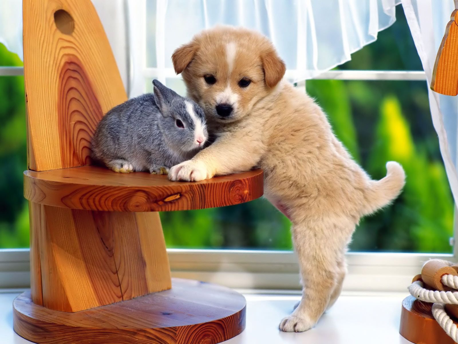 Cane Jack Russell su tavolo, 1920x1080 Full HD 1080p, Desktop