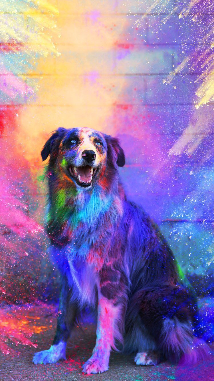 Cane seduto colori arcobaleno, 750x1334 Full HD Verticale, iPhone