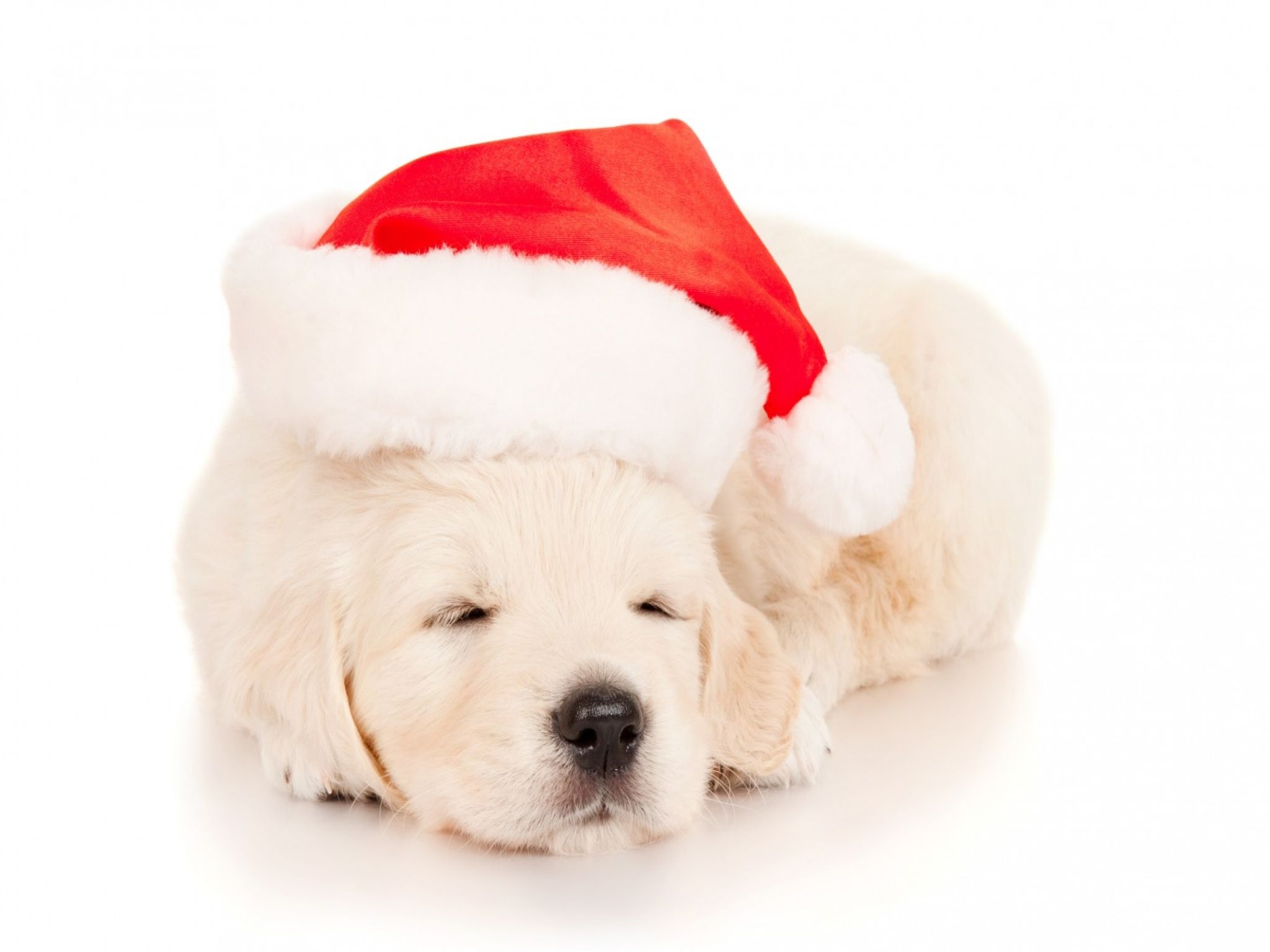 Cucciolo golden retriever natalizio, 1356x966 HD, Desktop