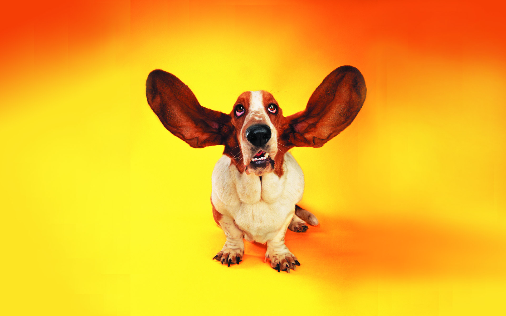 Basset hound orecchie sollevate, 1920x1200 WUXGA, Desktop
