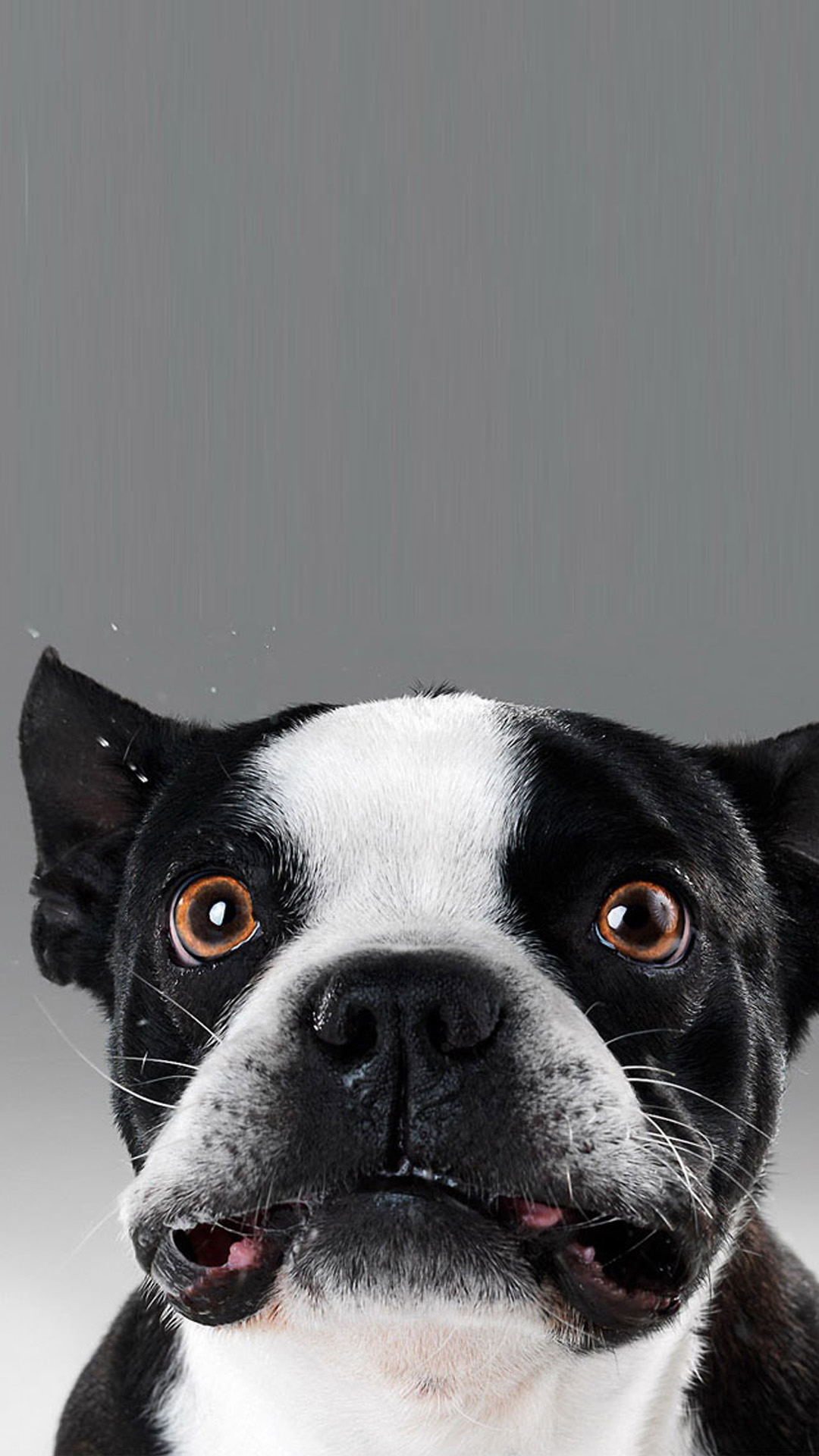 Boston Terrier faccia buffa, 1080x1920 Full HD Verticale, Smartphone
