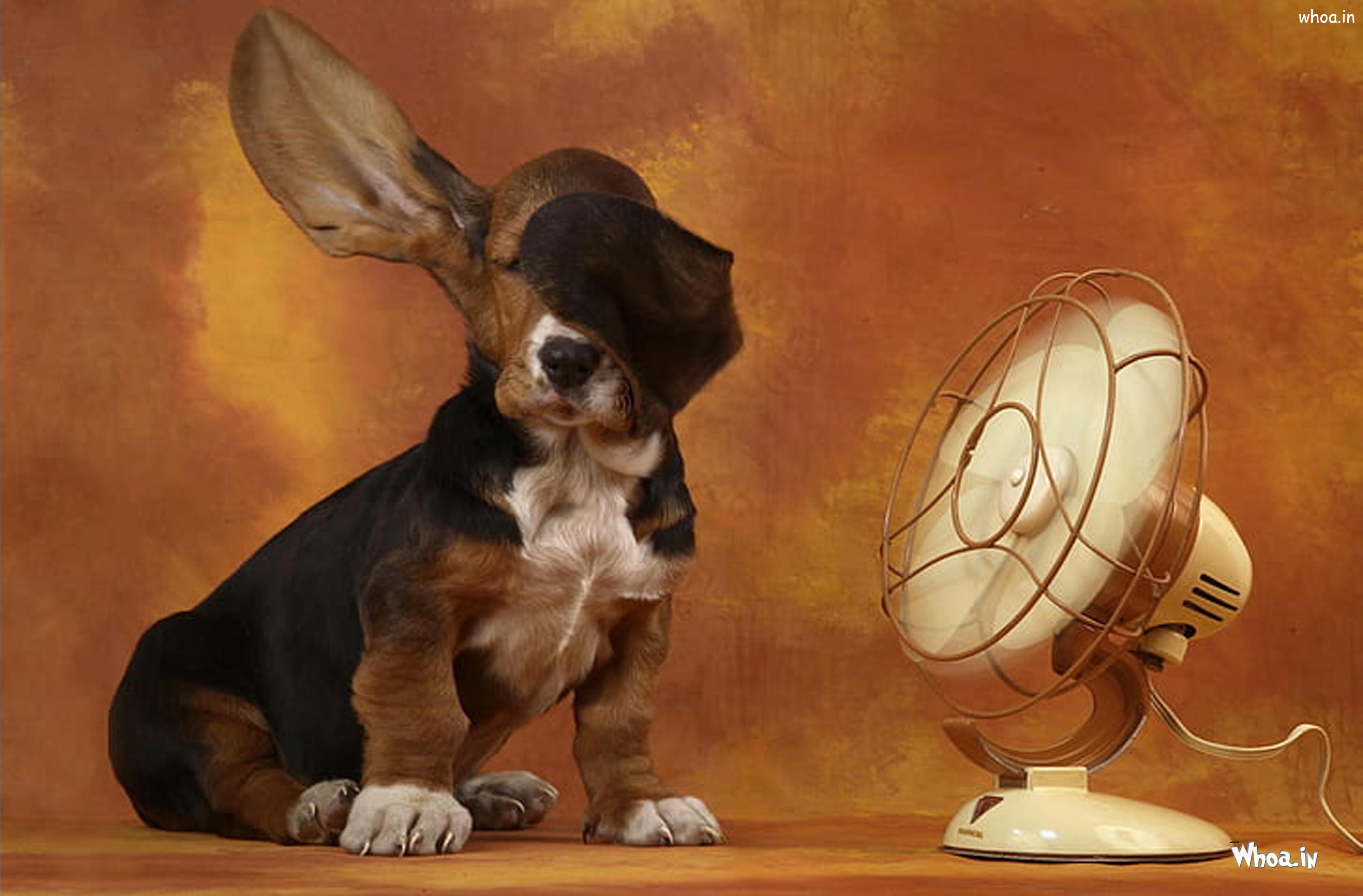 Cucciolo basset hound davanti ventilatore, 3800x2500 2K, PC
