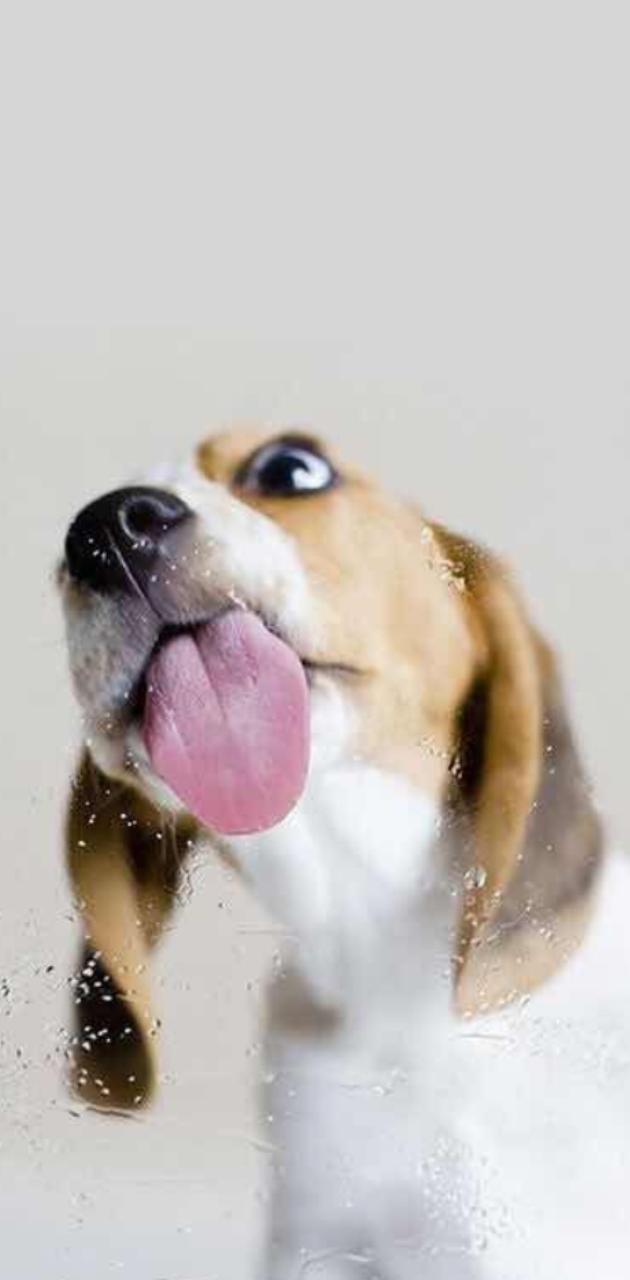 Cane beagle con lingua fuori, 630x1280 Full HD Verticale, iPhone