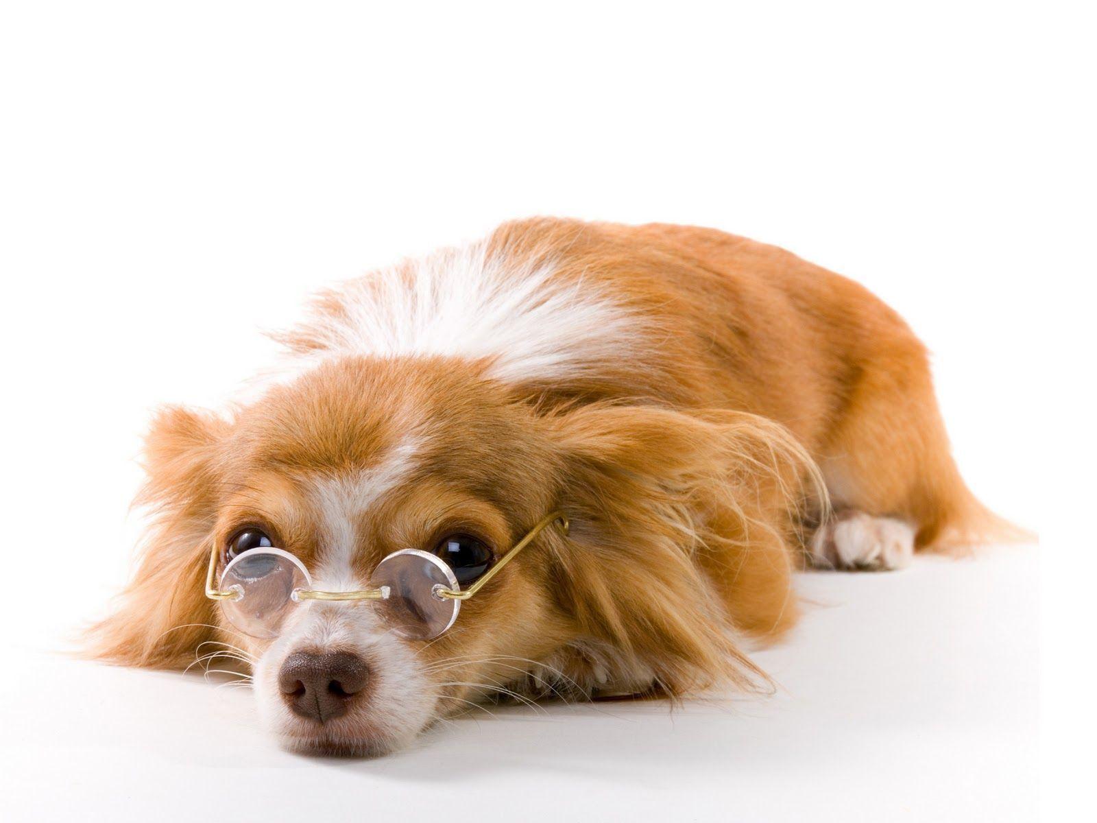 Cane con occhiali tondi, 1600x1200 HD Ready, Desktop