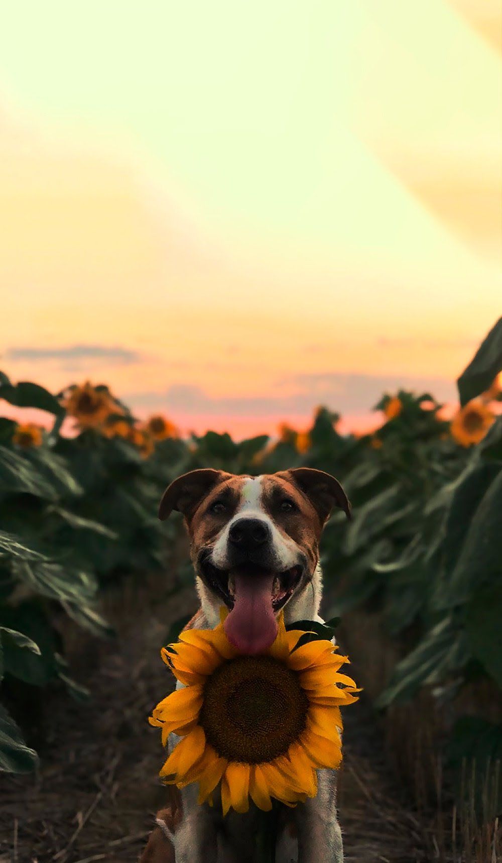 Cane con girasole tramonto, 1000x1718 Verticale, Telefono