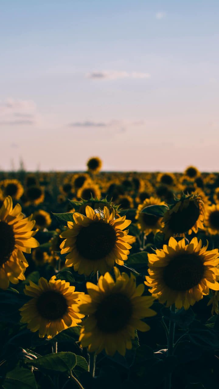 Campo di girasoli al tramonto, 720x1280 Full HD Verticale, iPhone