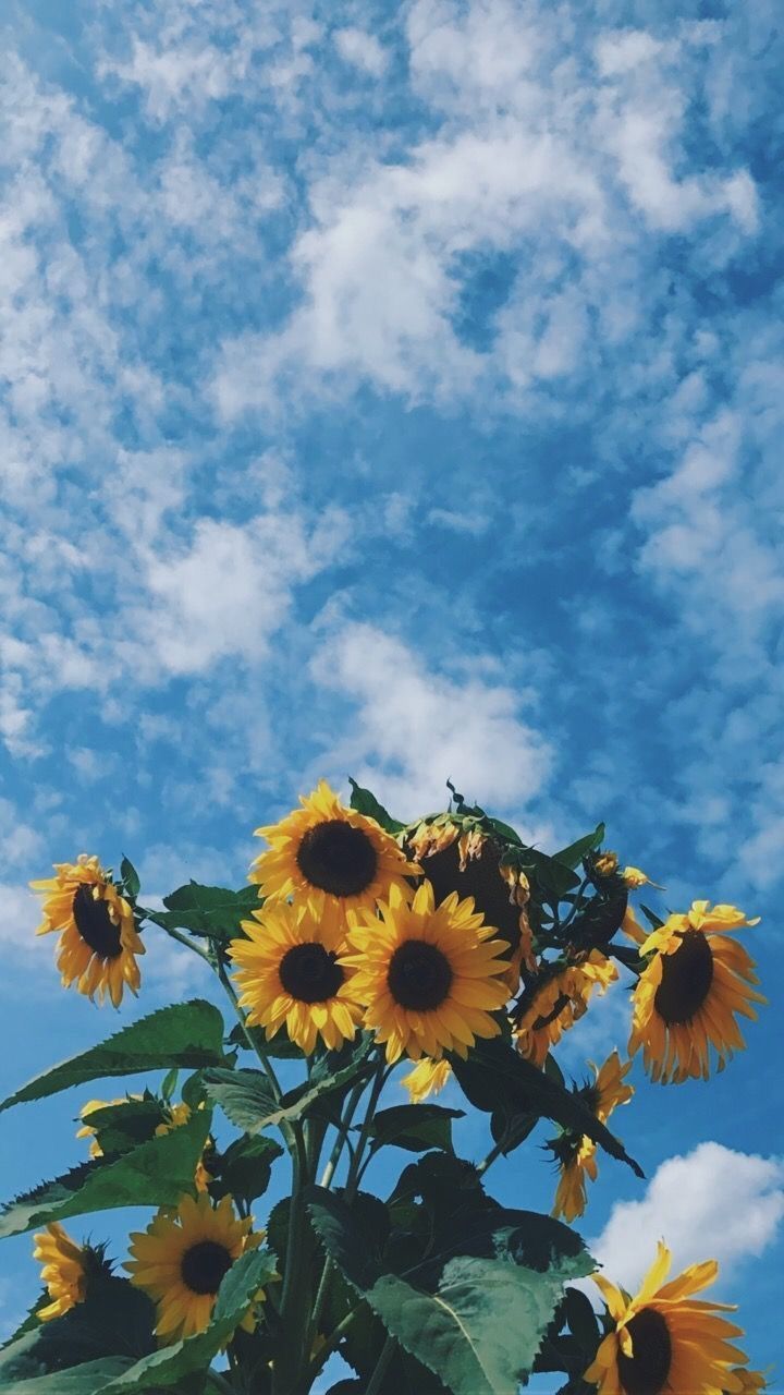 Girasoli e cielo azzurro, 720x1280 Full HD Verticale, Google Pixel