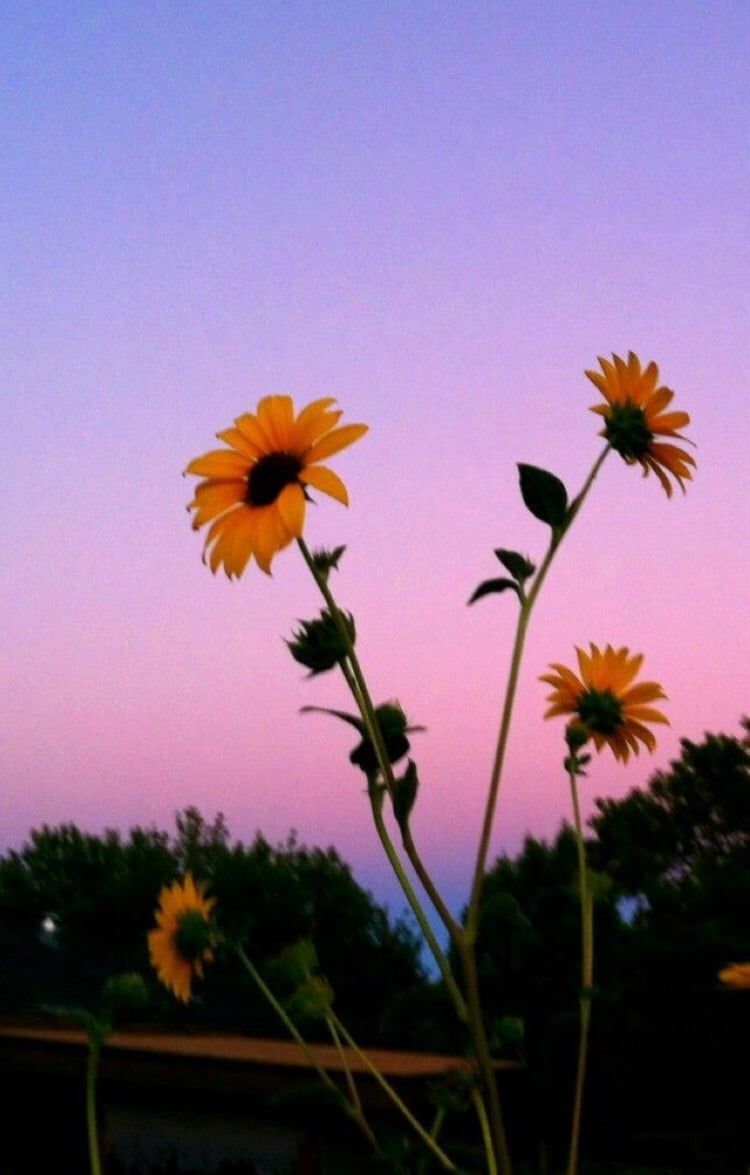 Girasoli al tramonto, 750x1175 Full HD Verticale, Smartphone
