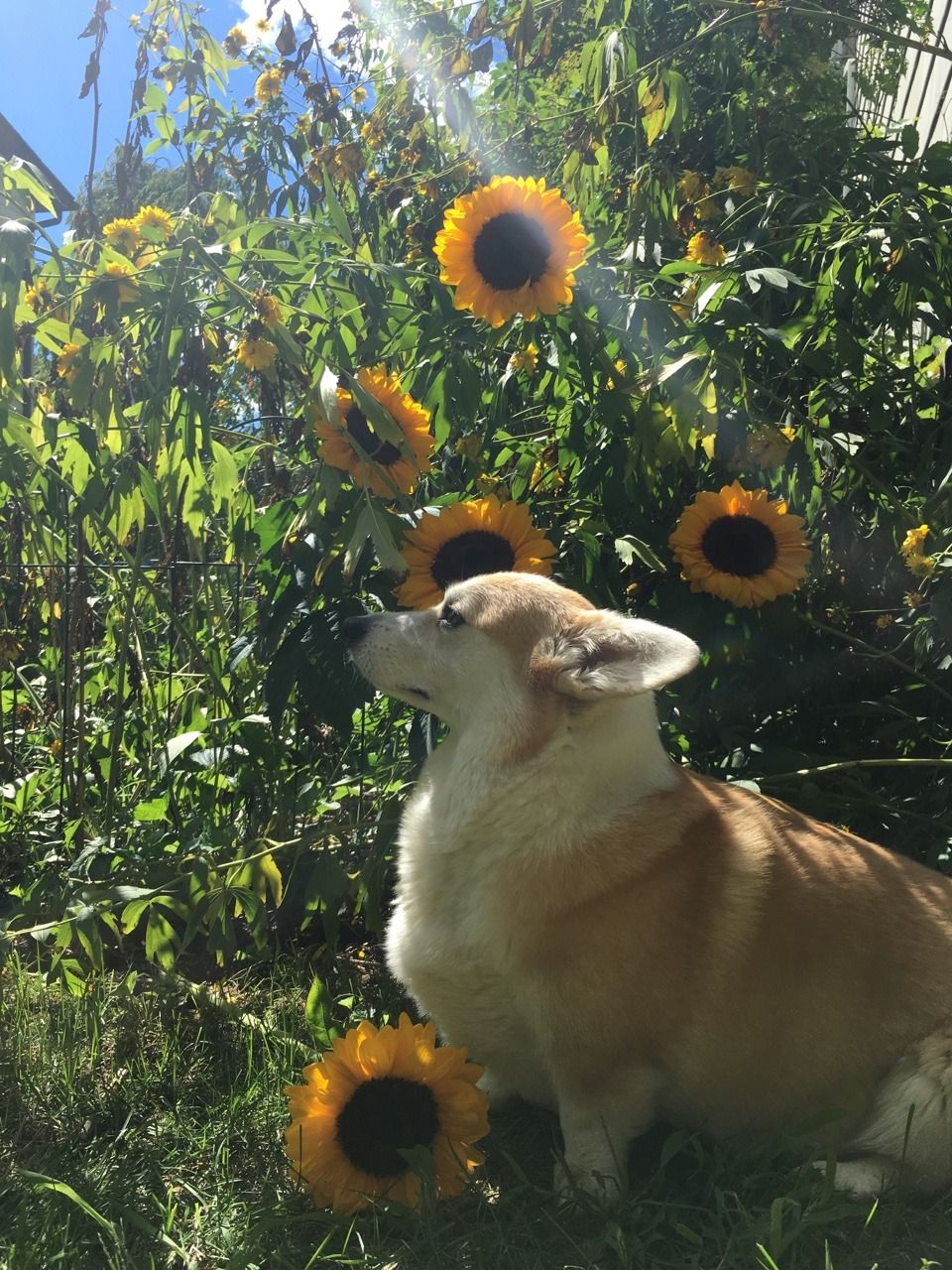 Cane golden retriever con girasole, 1280x1280 HD, Desktop
