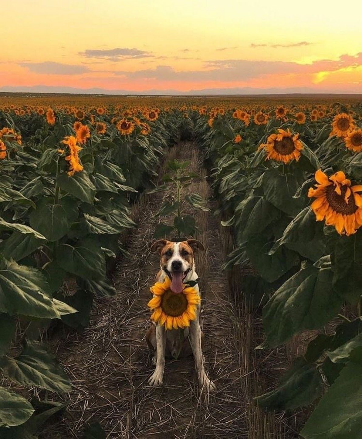 Cane tra girasoli al tramonto, 1193x1449 Verticale, OnePlus