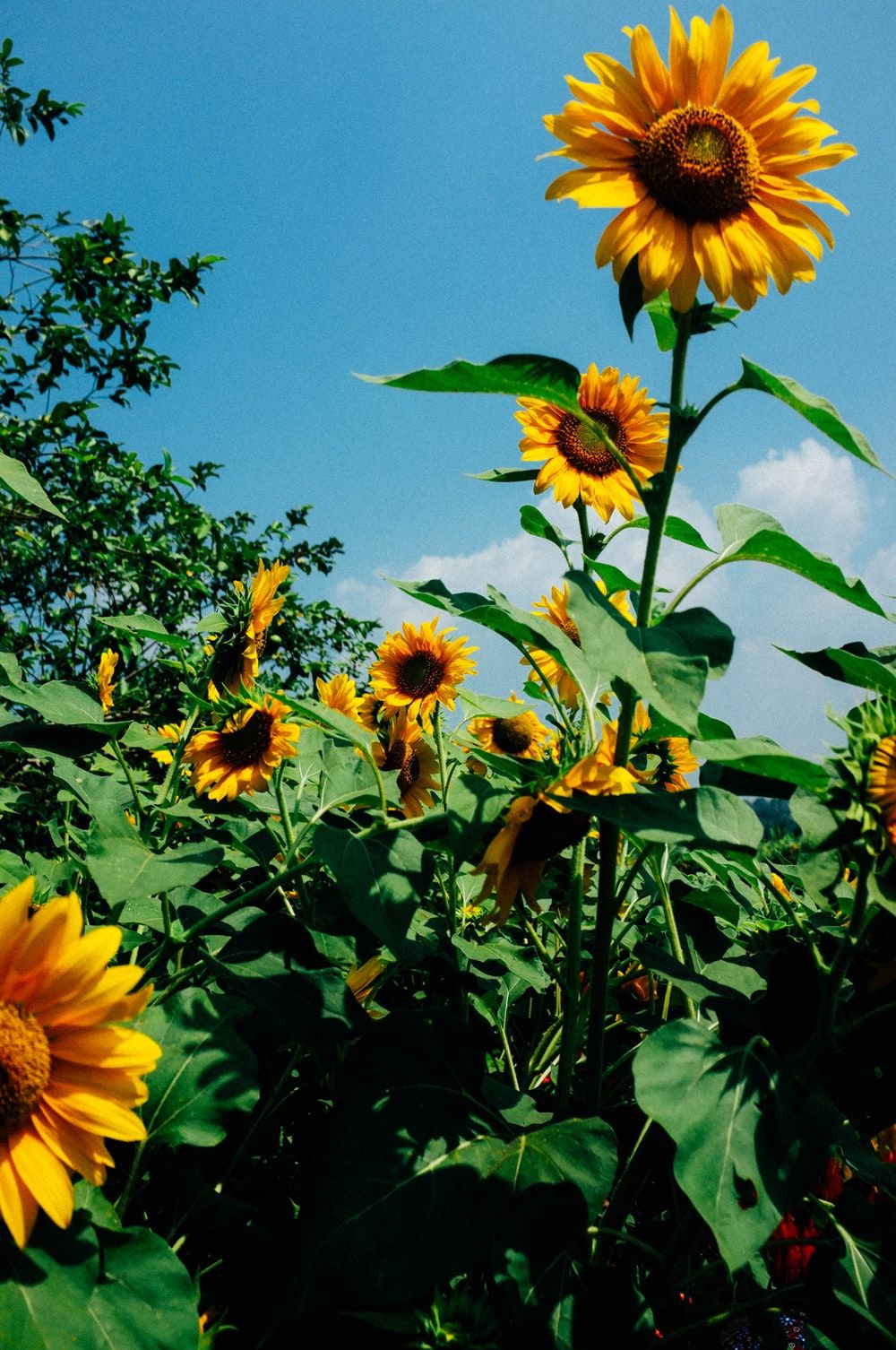 Corgi con girasoli in giardino, 960x1280 Full HD Verticale, Smartphone