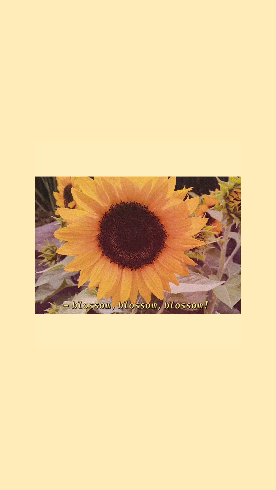Girasole giallo su sfondo pastello, 1080x1920 Verticale, Mobile