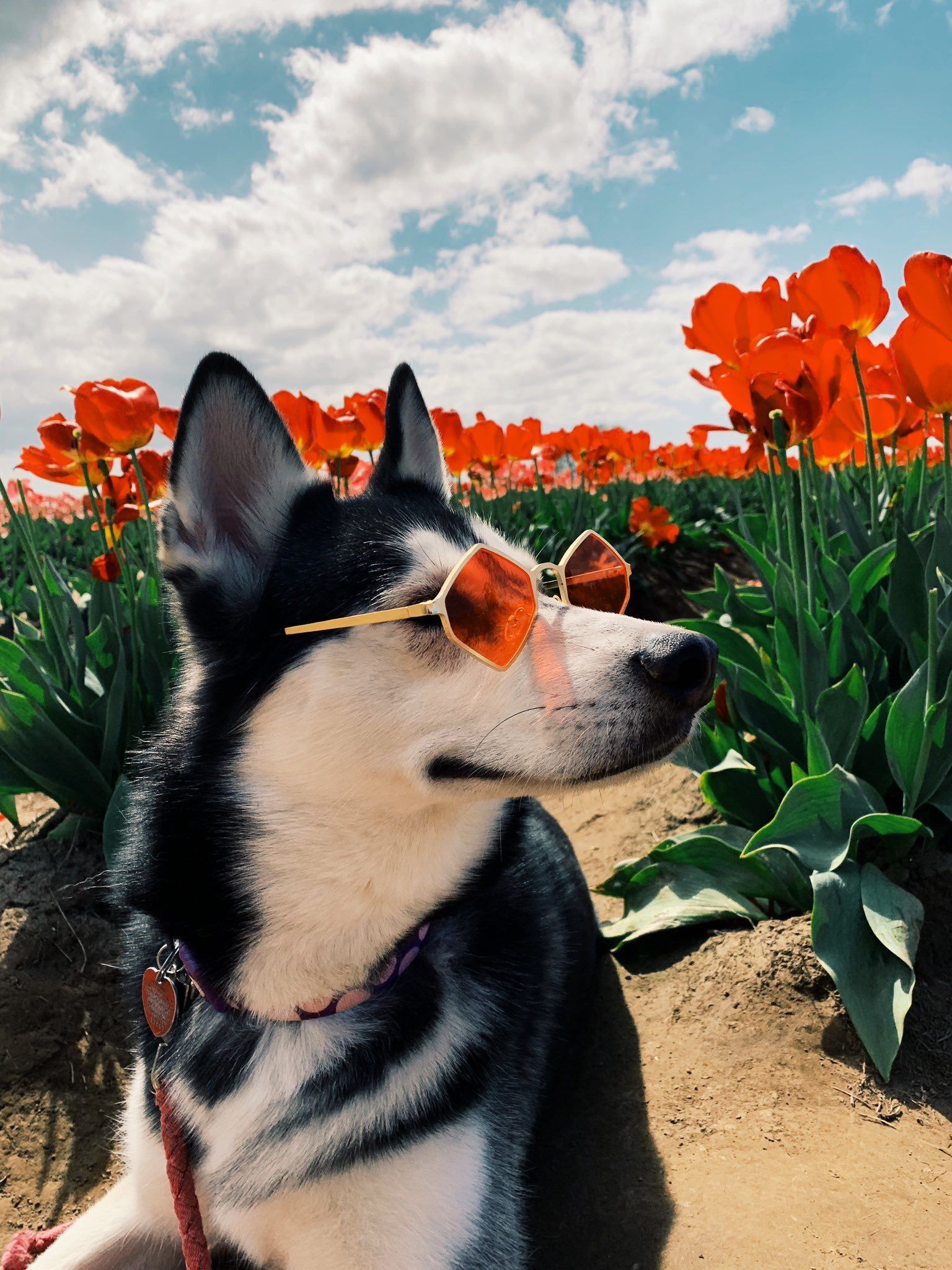 Cane husky con occhiali tra tulipani, 1536x2048 Full HD Verticale, Smartphone