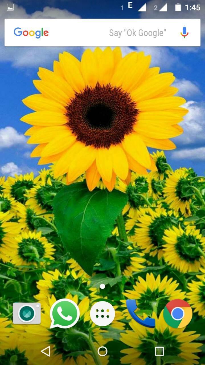 Girasoli gialli in vaso, 750x1334 Full HD Verticale, iPhone