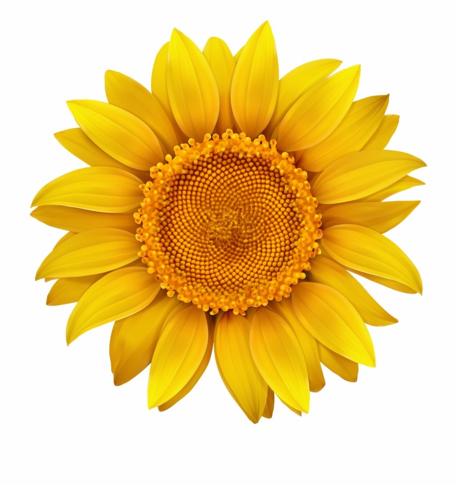 Cane con costume girasole, 1280x853 HD, Desktop