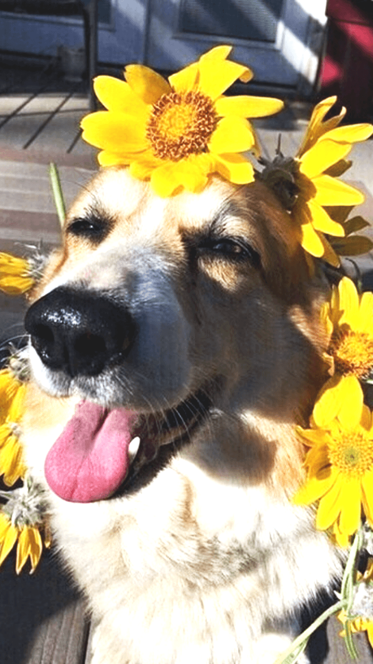 Cane con girasoli gialli, 750x1334 Verticale, Telefono