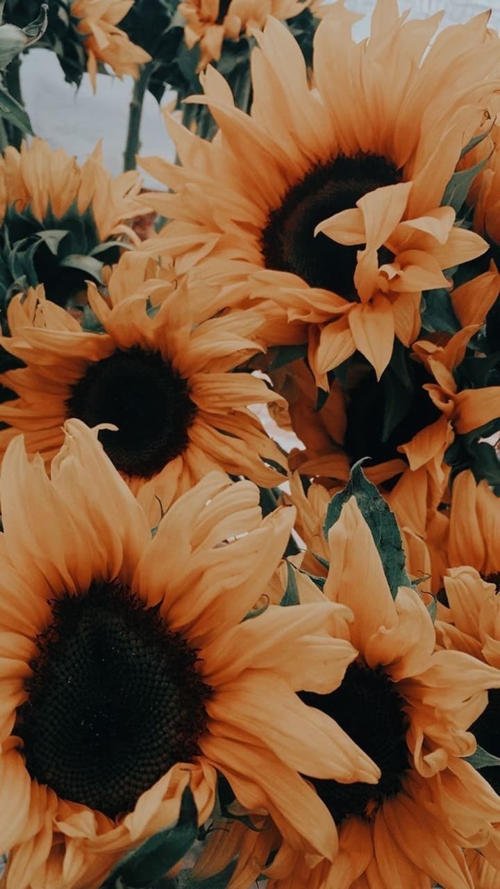 Girasoli gialli in primo piano, 1440x2560 Verticale, Mobile