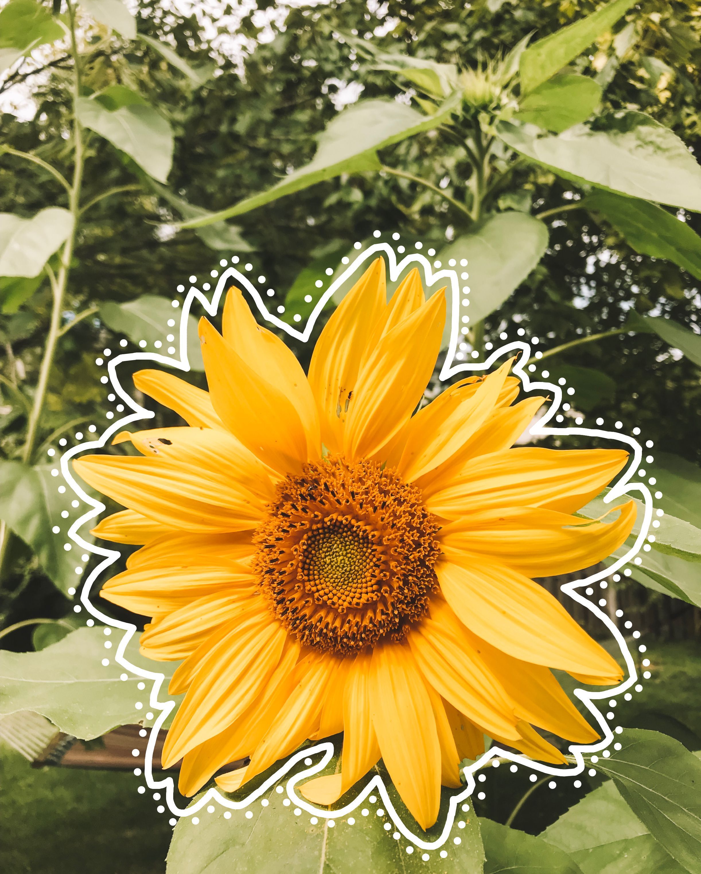 Girasoli gialli con mano, 750x1334 Full HD Verticale, Smartphone