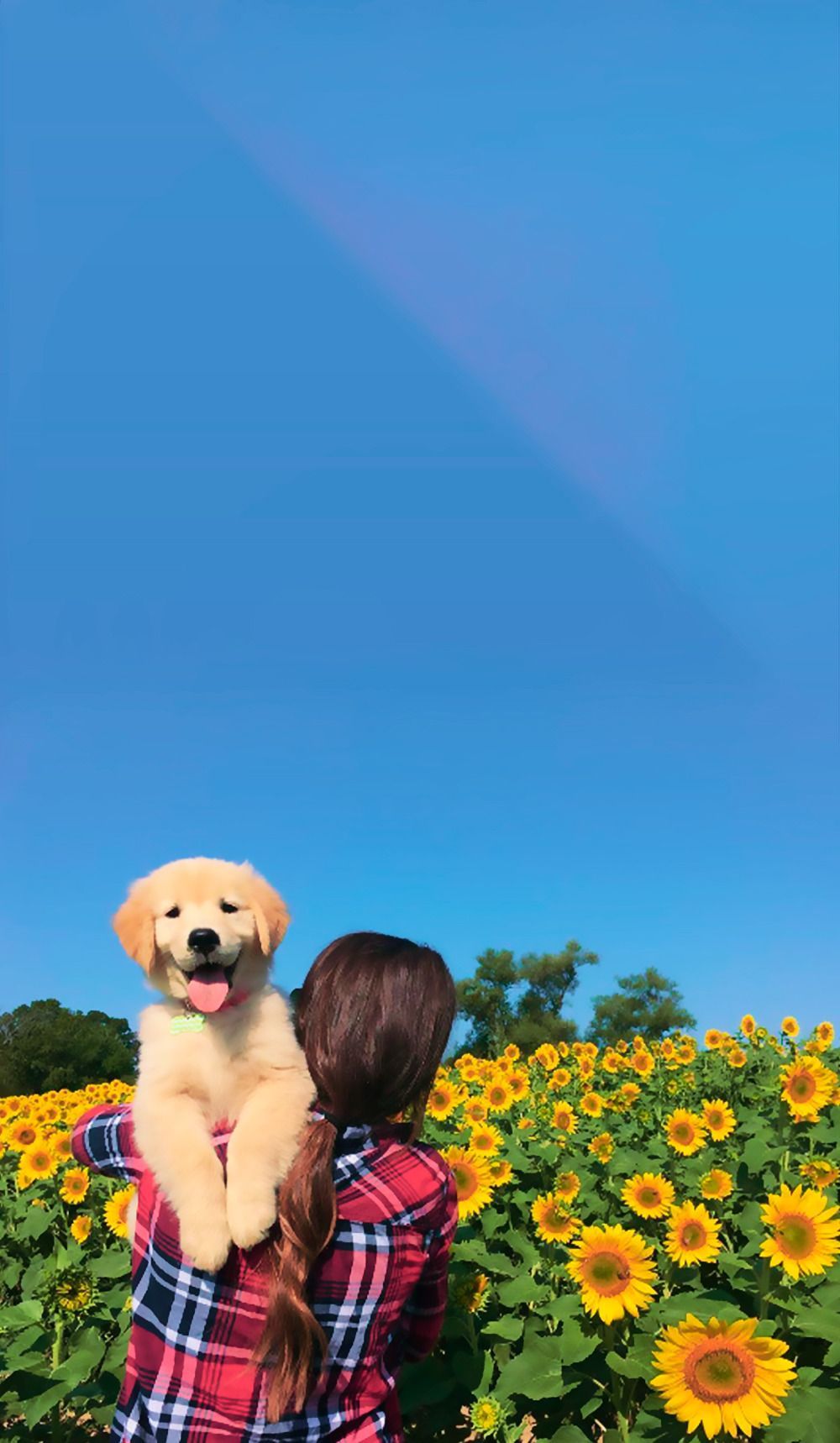 Cane e girasoli, 1000x1718 Full HD Verticale, iPhone