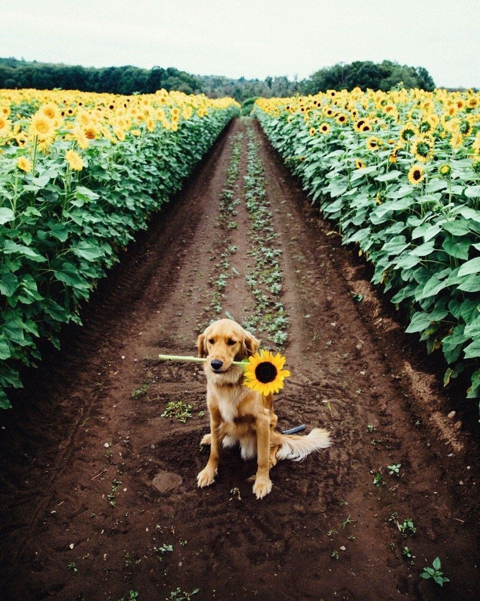 Cane con girasole tra girasoli, 959x1200 Verticale, Mobile