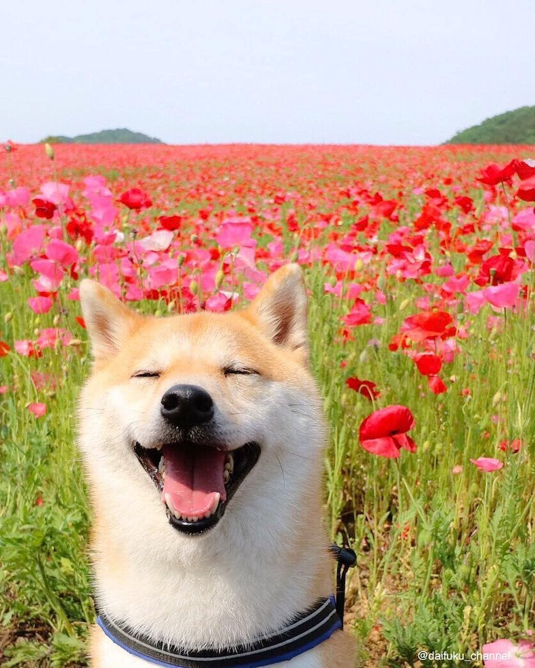 Shiba Inu sorridente tra papaveri, 1048x1309 Full HD Verticale, Smartphone