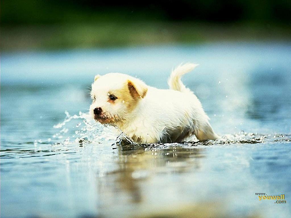 Cucciolo bianco corre nell'acqua, 1024x768 HD, PC