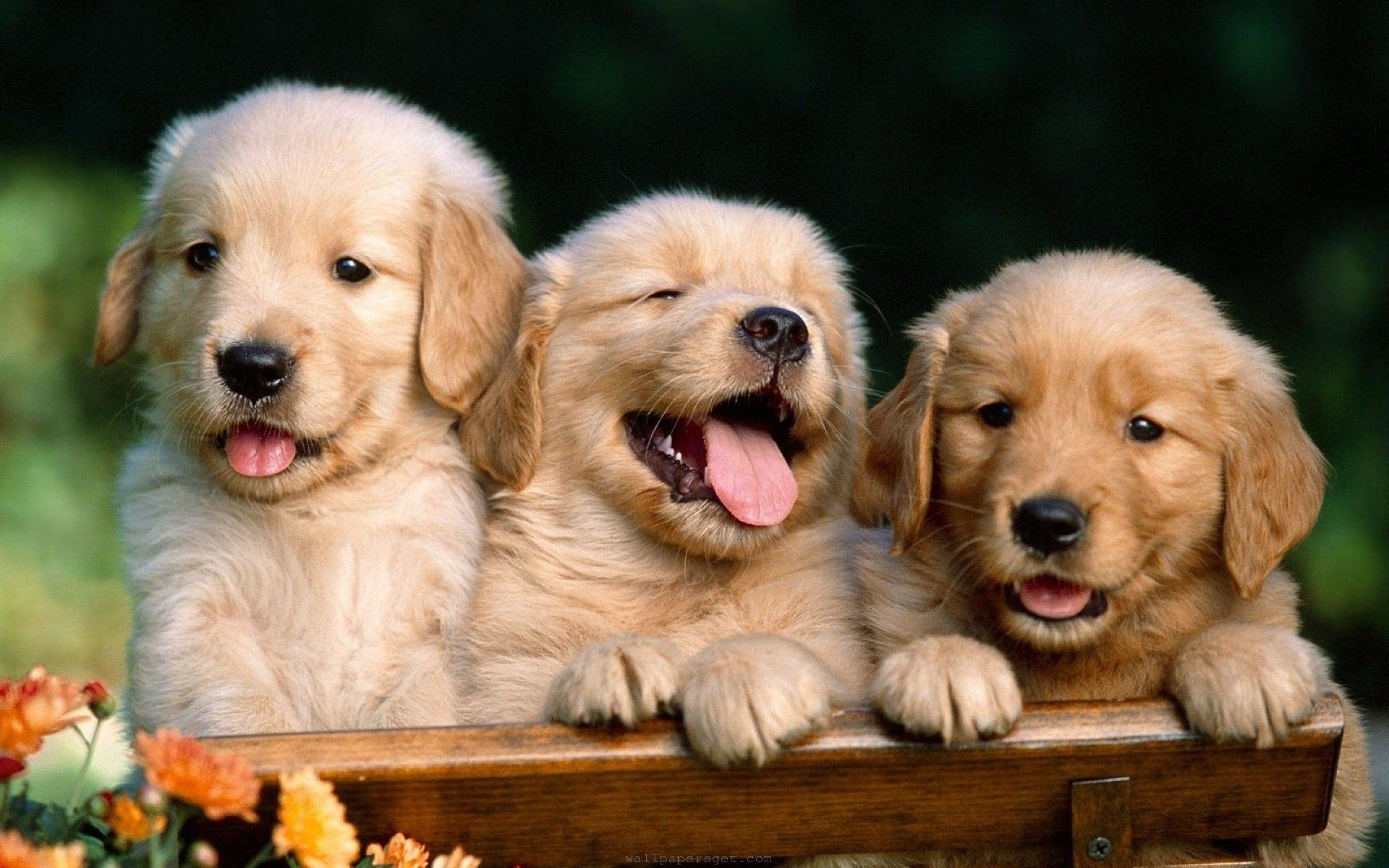 Tre cuccioli golden retriever, 2880x1800 2K, Desktop