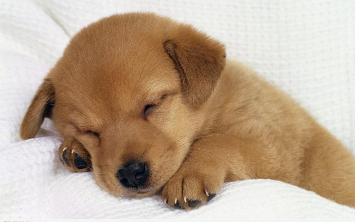Cucciolo cane marrone dormiente, 1440x900 720p, MacBook Air