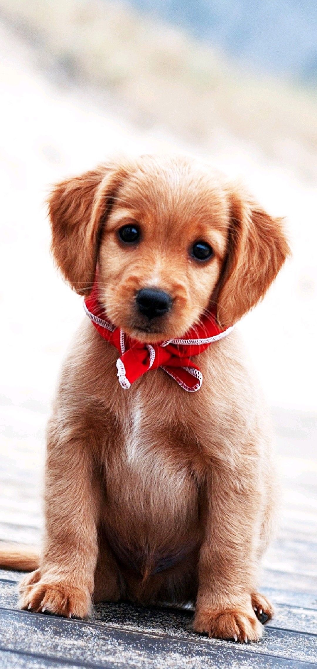 Cucciolo golden retriever con papillon rosso, 1080x2280 Verticale, Telefono