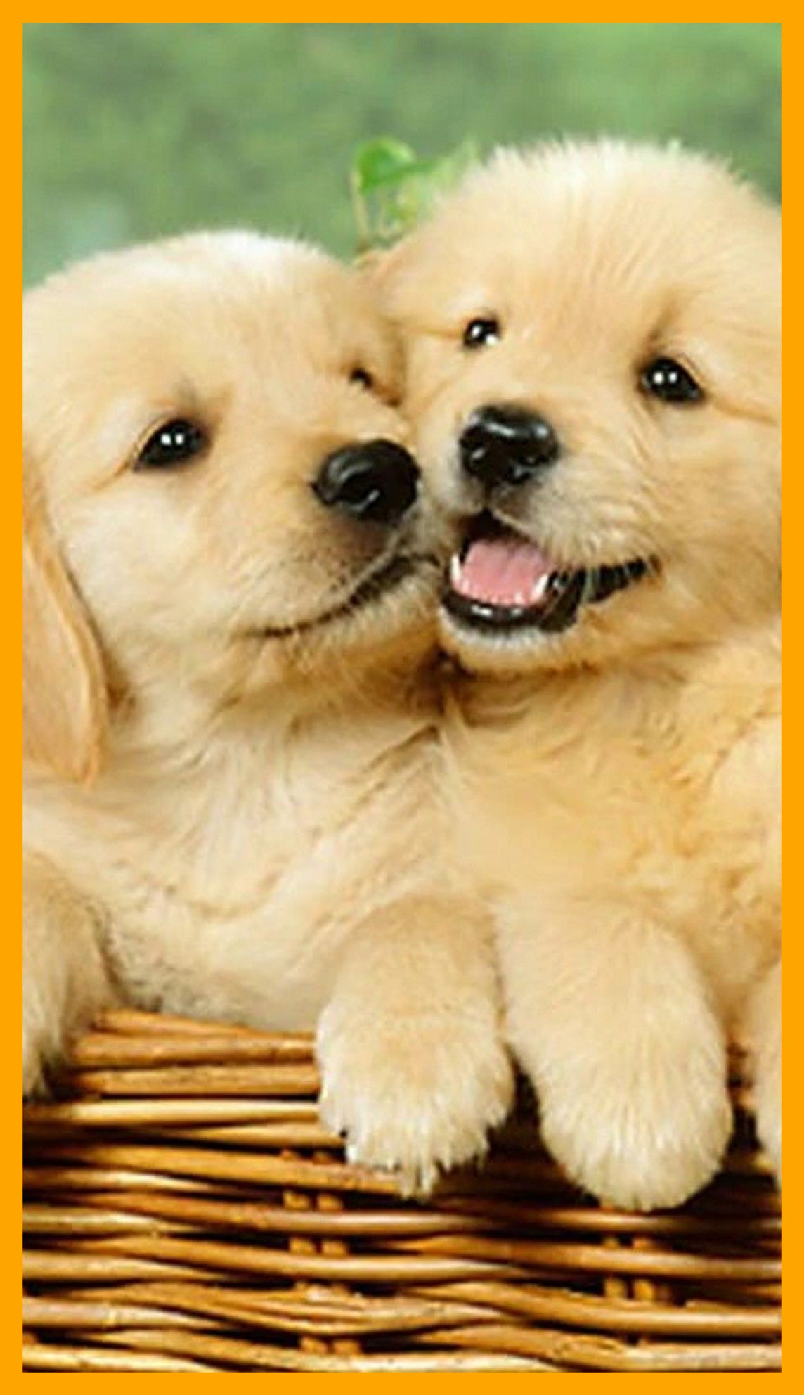 Cuccioli golden retriever nel cesto, 1144x1984 Verticale, Mobile