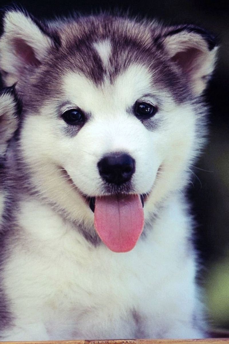 Cucciolo Husky sorridente, 800x1200 Verticale, Xiaomi