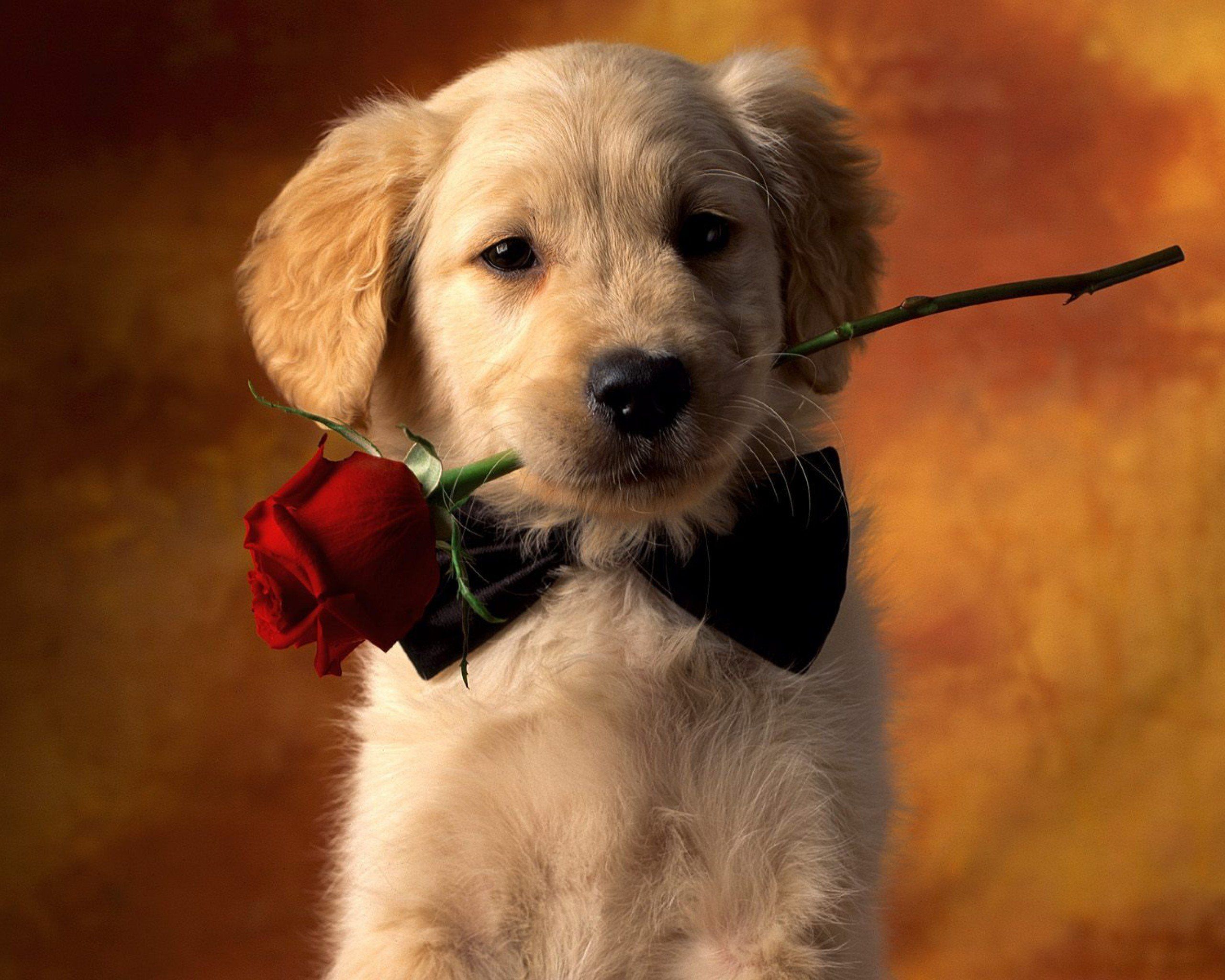 cucciolo con rosa rossa, 2560x2048 2K+, PC