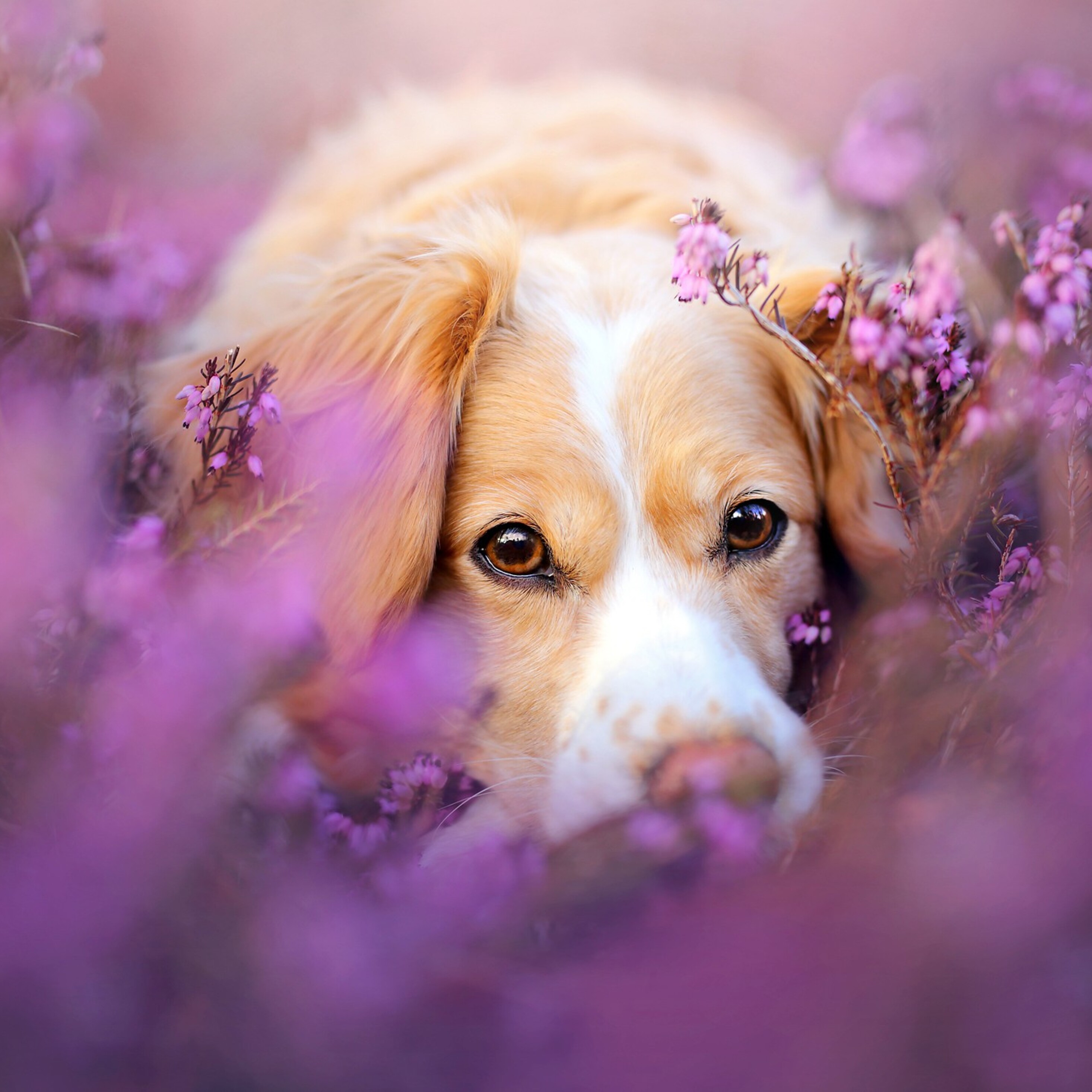 Cane tra fiori viola, 2932x2932 2K, Desktop